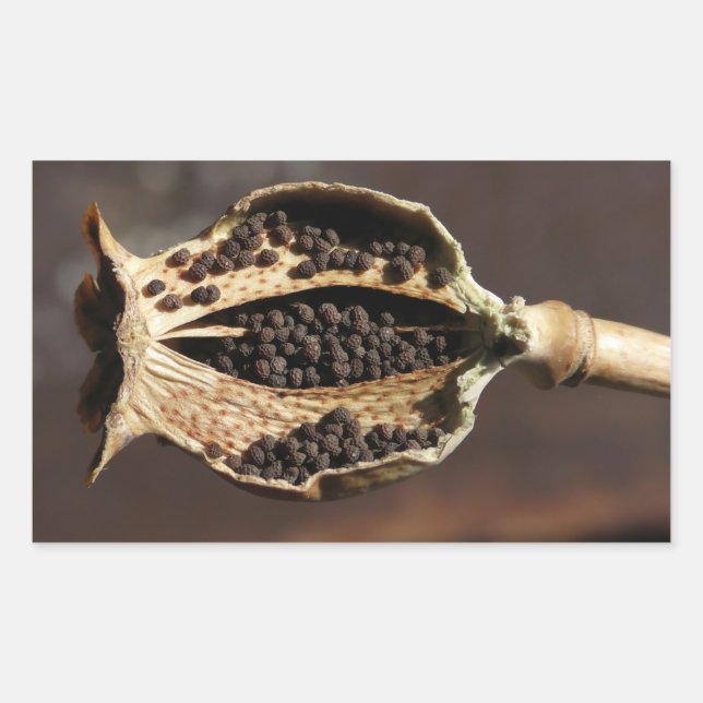 Inside of a Poppy Flower Pod Rectangular Sticker (Front)