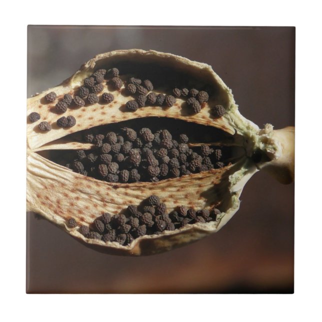 Inside of a Poppy Flower Pod Tile (Front)