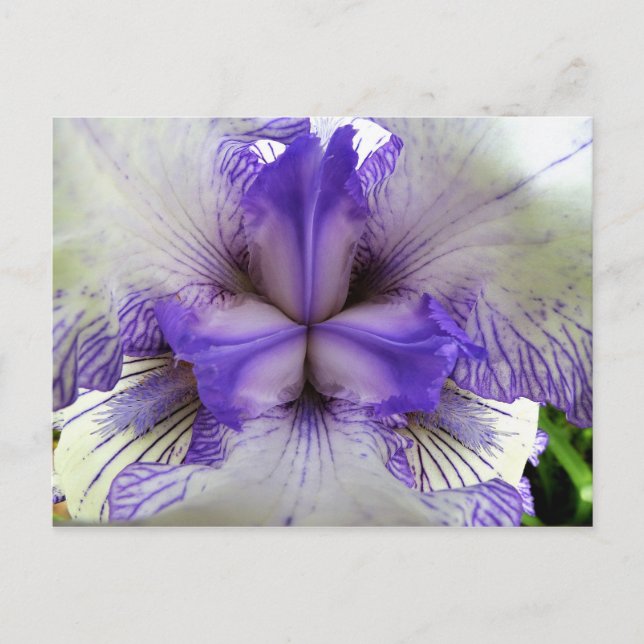 Inside of an Iris Postcard (Front)