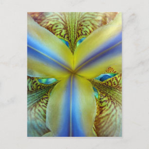 Inside of Iris Postcard