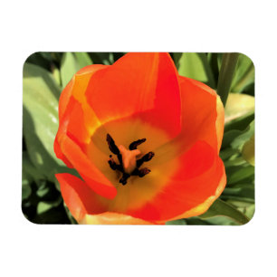 Inside Orange Tulip Magnet