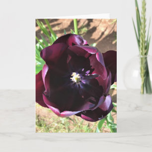 Inside Queen of the Night Tulip Card
