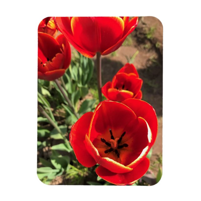 Inside Red Tulips Magnet (Vertical)