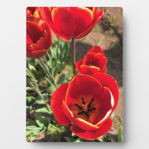 Inside Red Tulips Plaque
