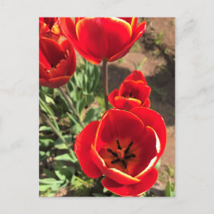 Inside Red Tulips Postcard