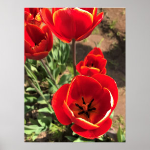 Inside Red Tulips Poster