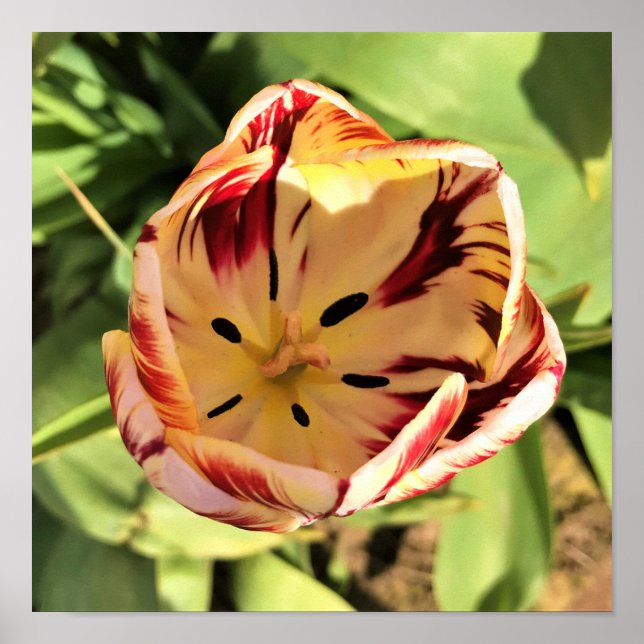 Inside Red & White Tulip Poster (Front)