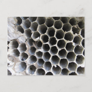 Inside the Hive Postcard