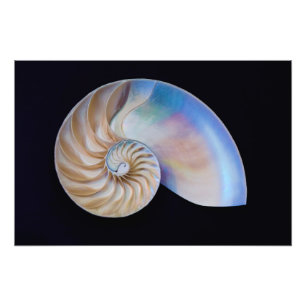 Inside The Nautilus Photo Print