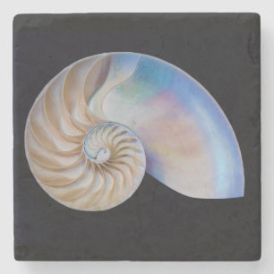 Inside The Nautilus Stone Coaster