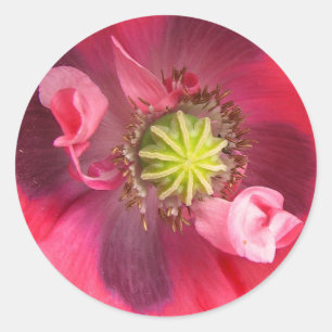 Inside the Poppy Classic Round Sticker