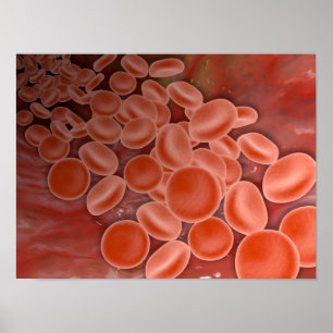 Inside View Of The Artery With Red Blood Cells Poster