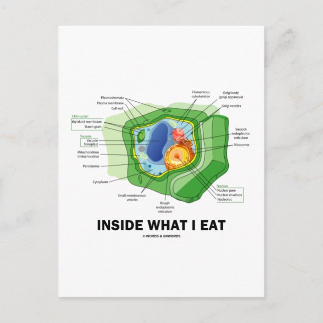 Inside What I Eat (Plant Cell Vegetarian Humour) Postcard (Front)