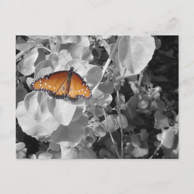 Inspiration Monarch Butterfly Photo Black White Postcard (Front)