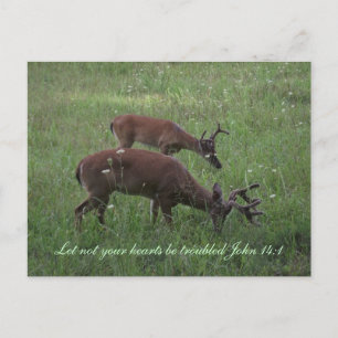 Inspiration scripture postcard deer Cades Cove