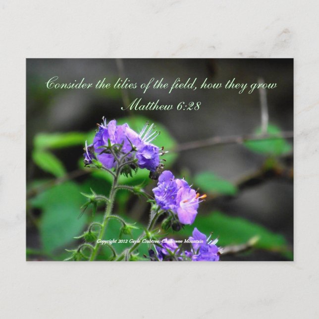 Inspiration scriptureflower postcard wilderness (Front)