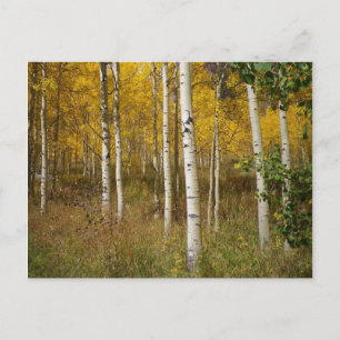 Inspirational Postcard