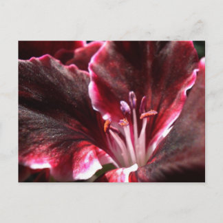 Inspired Geranium Postcard