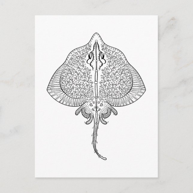 Inspired Stingray Totem Postcard (Front)