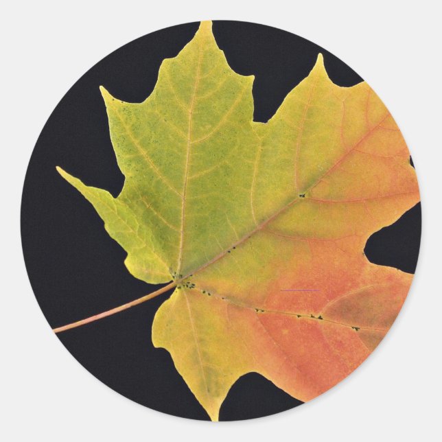 Inspiring Sugar maple leaf Classic Round Sticker (Front)