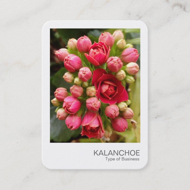 Instant Photo - Kalanchoe Flowers and Buds Business Card (Front)