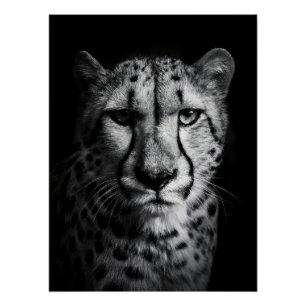 Intense Black and White Cheetah Portrait Poster