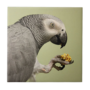 Intense Congo African Grey Parrot Snacking Tile