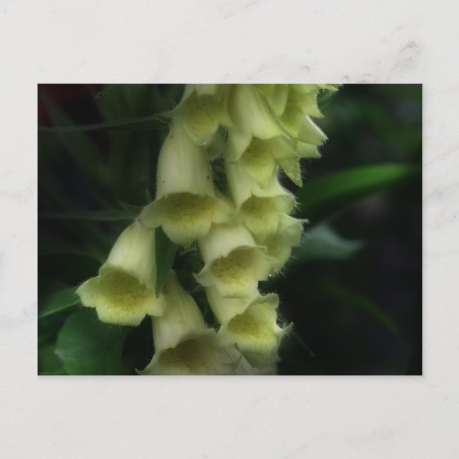 Intense Foxgloves Flower Postcard (Front)