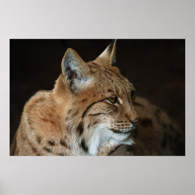  Intense Gaze: Close-up of a Lynx Poster (Front)