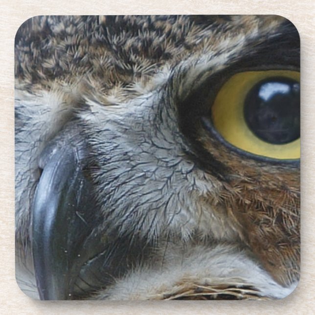 Intense Owl Coaster (Front)