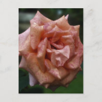 Intense Peach Rose In Bloom Flower