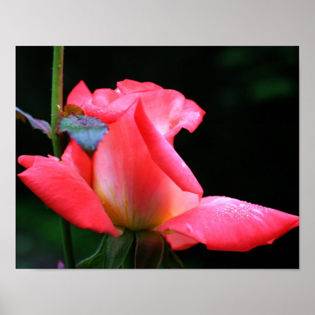 Intense Pink Rosebud And Raindrops Poster (Front)