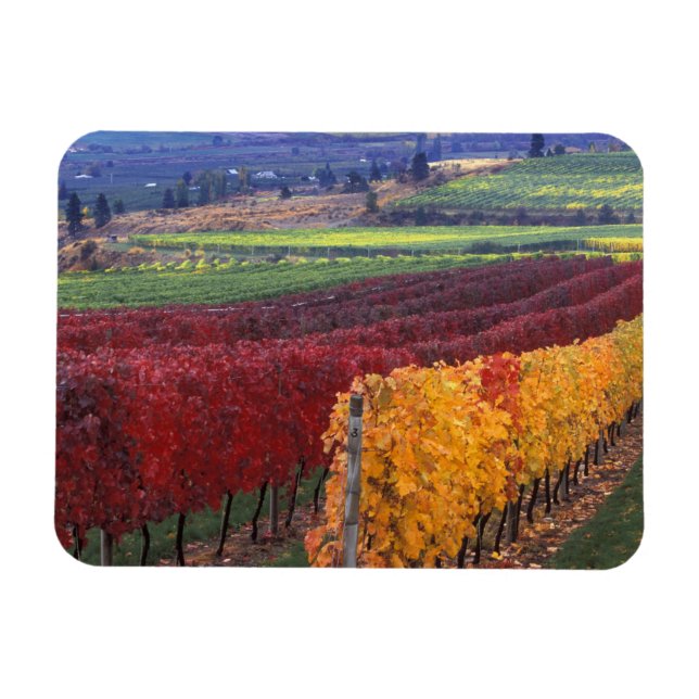 Intense red and yellow fall colours on Gehring Magnet (Horizontal)