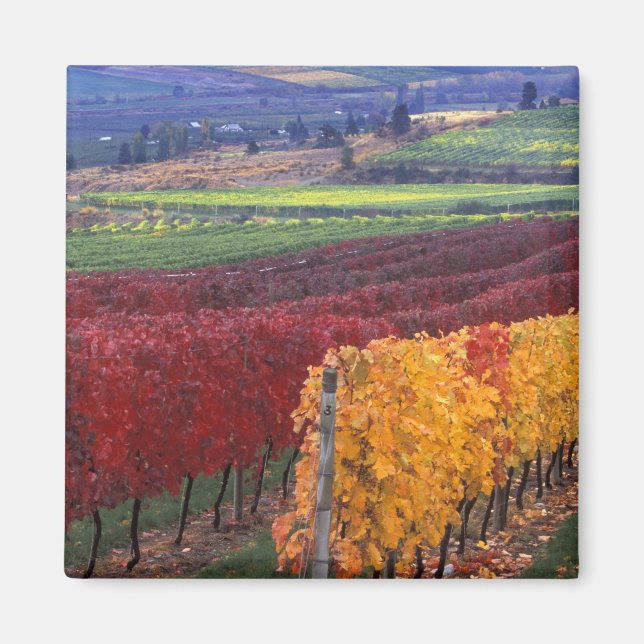 Intense red and yellow fall colours on Gehring Magnet (Front)