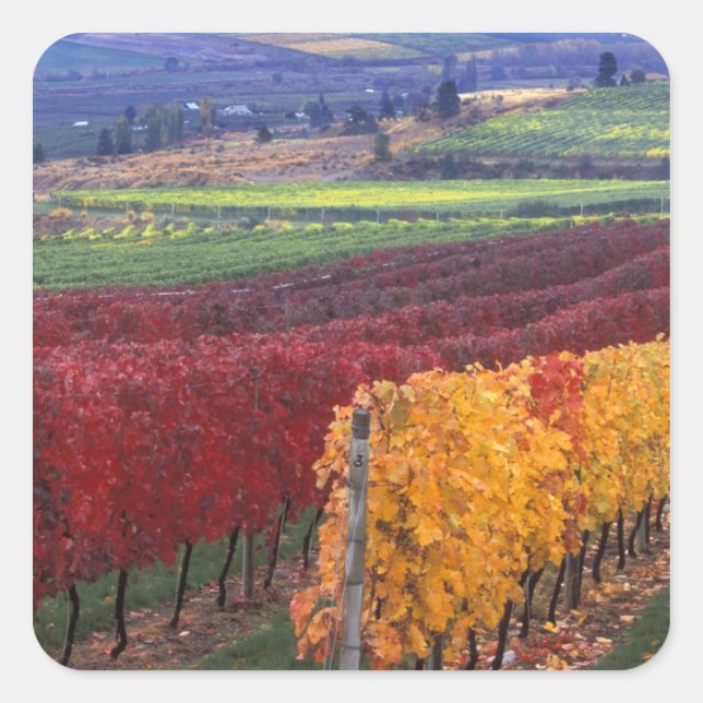 Intense red and yellow fall colours on Gehring Square Sticker (Front)