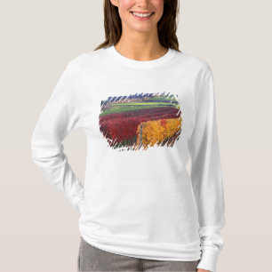 Intense red and yellow fall colours on Gehring T-Shirt