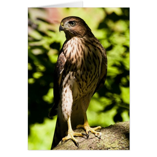 Intense Stare (Front)