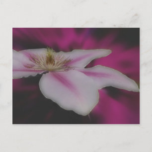 Intense White Clematis Flower Postcard