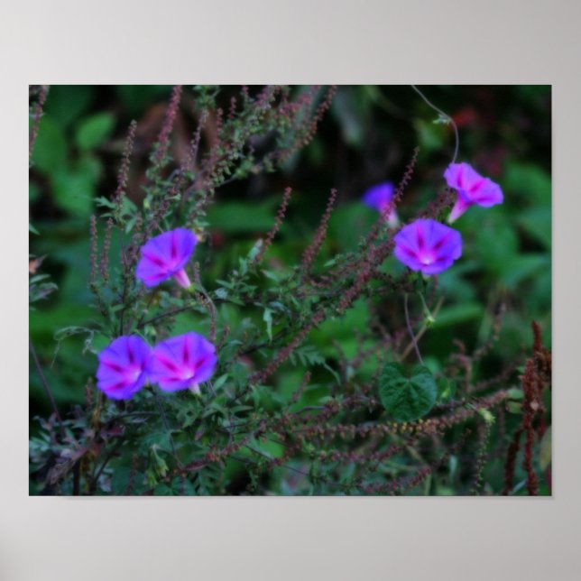 Intense Wild Morning Glory Flowers Poster (Front)