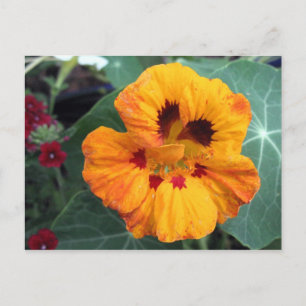 Intense Yellow-Orange Nasturtium Postcard