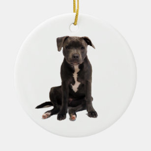 Blue discount staffy gifts