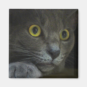 Intensity Magnet