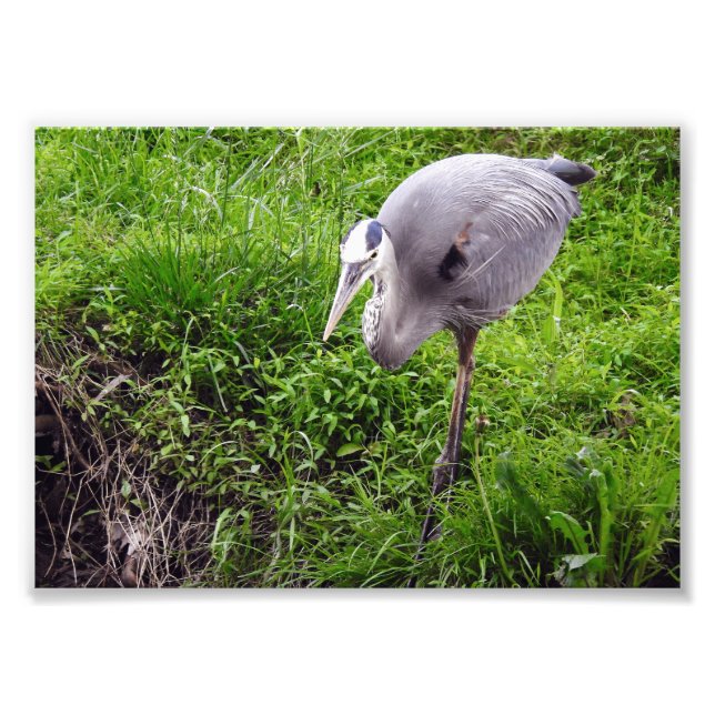 Intent Heron Photo Print (Front)