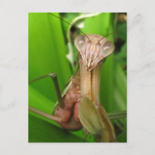 Intent Mantis ~ postcard