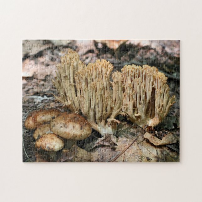 Interesting Wild Mushrooms Nature  Jigsaw Puzzle (Horizontal)
