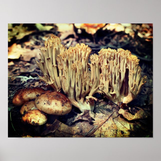 Interesting Wild Mushrooms  Poster (Front)