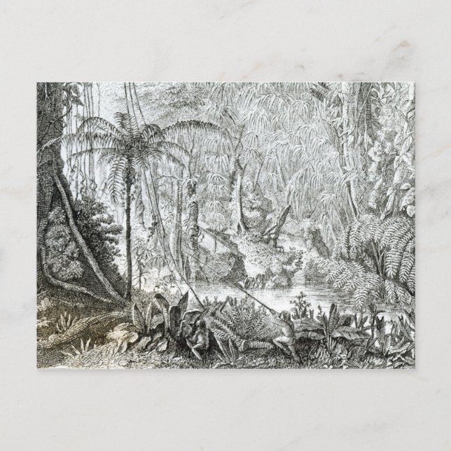 Interior of a Primeval Forest in the Amazons Postcard (Front)