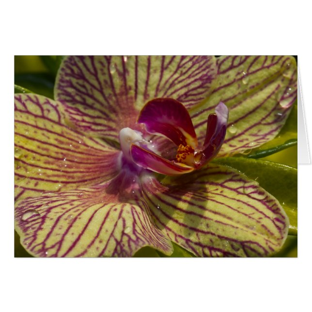 Interior of an Orchid (Front Horizontal)