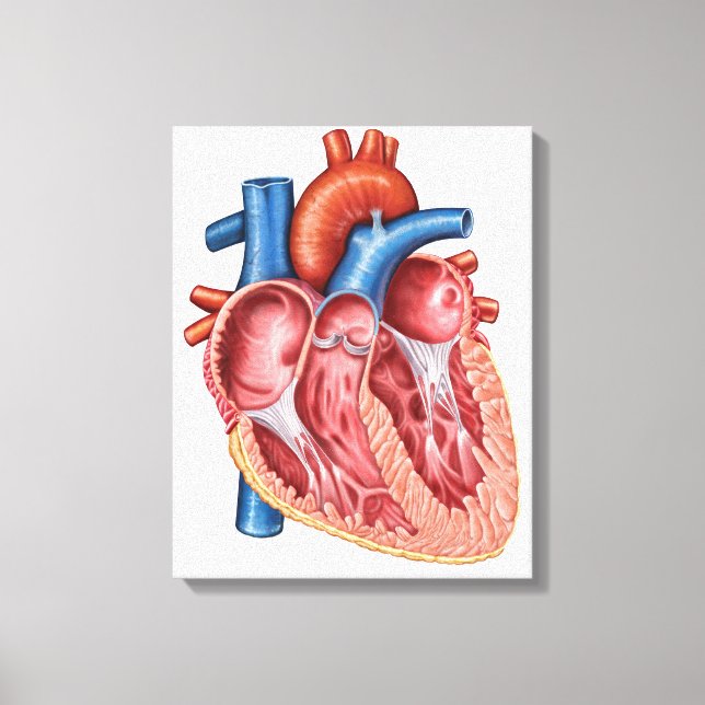 Interior Of Human Heart Canvas Print (Front)