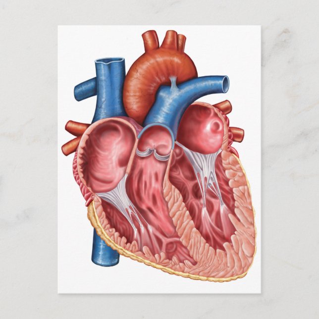 Interior Of Human Heart Postcard (Front)